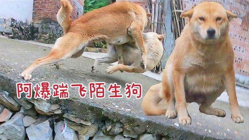 爆料狗狗打架视频播放下载,网络热传视频引发网友热议