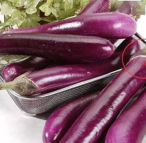 茄子吃瓜鬼畜视频下载免费,免费下载，笑料横生的网络狂欢