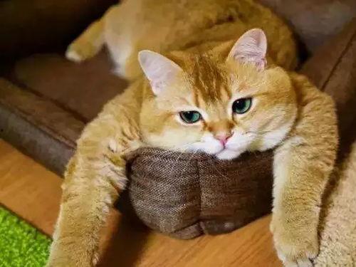 娱乐吃瓜酱橘猫,娱乐界的“喵星人”  第2张