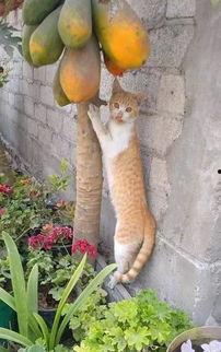 娱乐吃瓜酱橘猫,娱乐界的“喵星人”  第3张