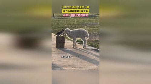 灰小羊爆料视角视频,视频内容深度解析  第3张