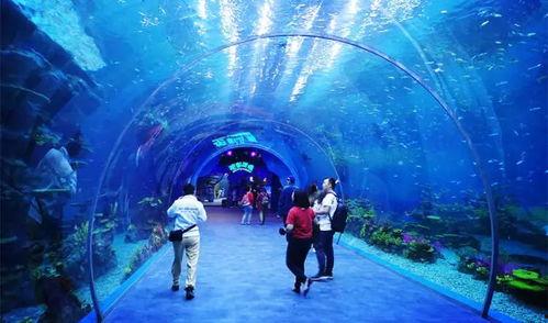 海洋最新爆料视频大全下载,揭秘深海奥秘，探索未知世界  第2张