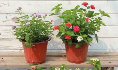 深圳制衣厂爆料视频最新,揭秘服装生产背后的残酷真相  第3张