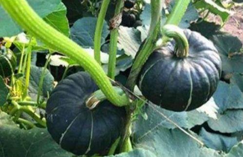 吃瓜吃火的网红是谁啊,揭秘网络红人的火爆之路  第2张