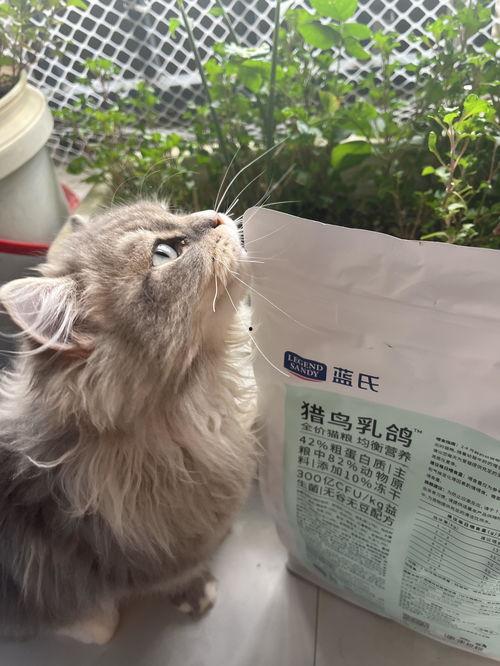 蓝氏猫粮爆料视频播放,揭秘猫粮品质背后的真相