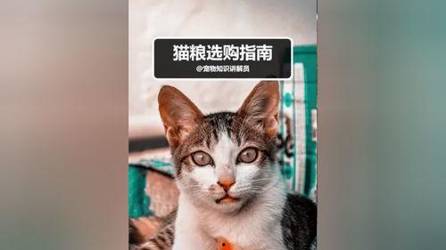 蓝氏猫粮爆料视频播放,揭秘猫粮品质背后的真相  第2张