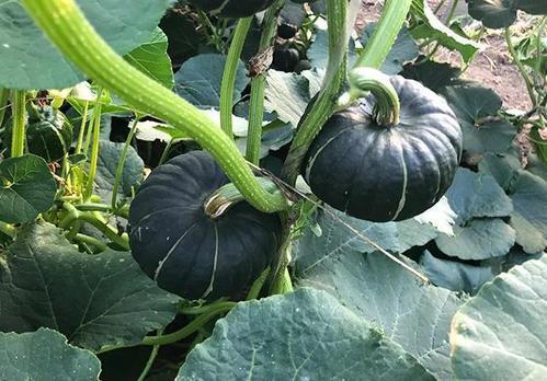 康县网红吃瓜二拼,康县美食新风尚