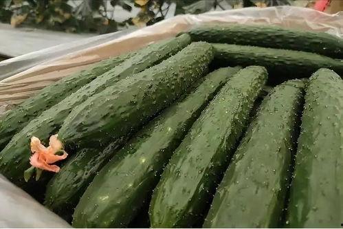 康县网红吃瓜二拼,康县美食新风尚  第2张