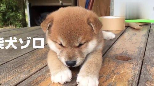 小黑熊天涯爆料视频,揭秘视频背后的惊人真相