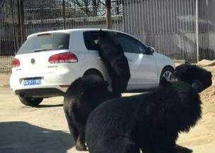 小黑熊天涯爆料视频,揭秘视频背后的惊人真相 第2张 小黑熊天涯爆料视频,揭秘视频背后的惊人真相 第2张