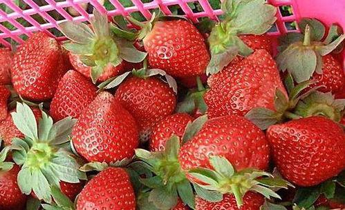 娱乐吃瓜酱草莓,揭秘明星幕后故事  第3张