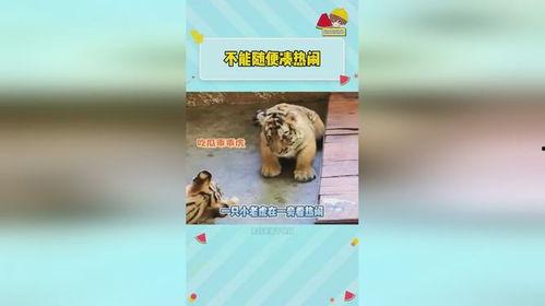 虎虎爱娱乐吃瓜,揭秘娱乐圈背后的那些事儿 第2张 虎虎爱娱乐吃瓜,揭秘娱乐圈背后的那些事儿 第2张