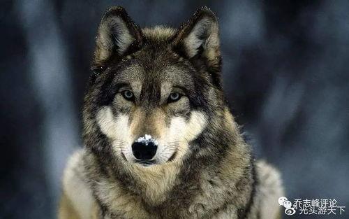 在线观看狼镇,荒野求生,人性与野性的较量 第2张 在线观看狼镇,荒野求生,人性与野性的较量 第2张