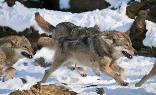 在线观看狼镇,荒野求生,人性与野性的较量 第3张 在线观看狼镇,荒野求生,人性与野性的较量 第3张