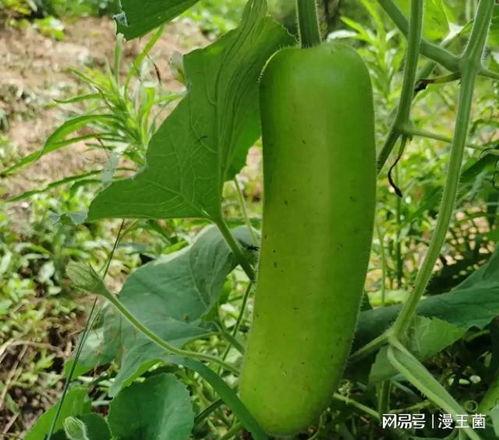 网红吃瓠子瓜视频,趣味横生引网友热议 第1张 网红吃瓠子瓜视频,趣味横生引网友热议 第1张