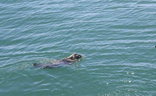 胖头鱼被爆料视频播放,揭秘网络爆红背后的秘密  第1张