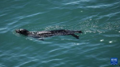 胖头鱼被爆料视频播放,揭秘网络爆红背后的秘密  第3张